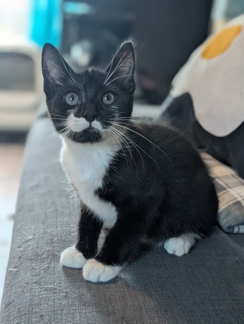 PISTACHIO - Domestic Short Hair available for adoption