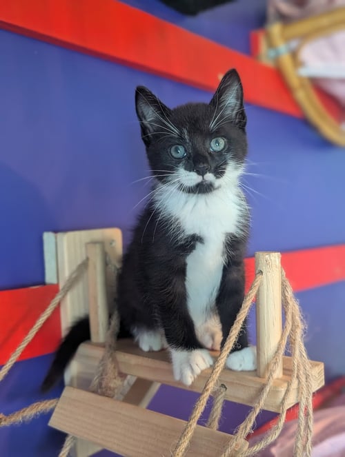 PISTACHIO - Domestic Short Hair available for adoption