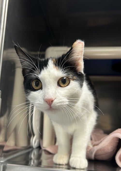 SKIPPER - Domestic Short Hair available for adoption