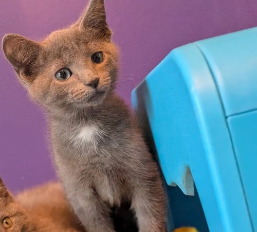 RIVER - Domestic Short Hair for adoption in Lancaster