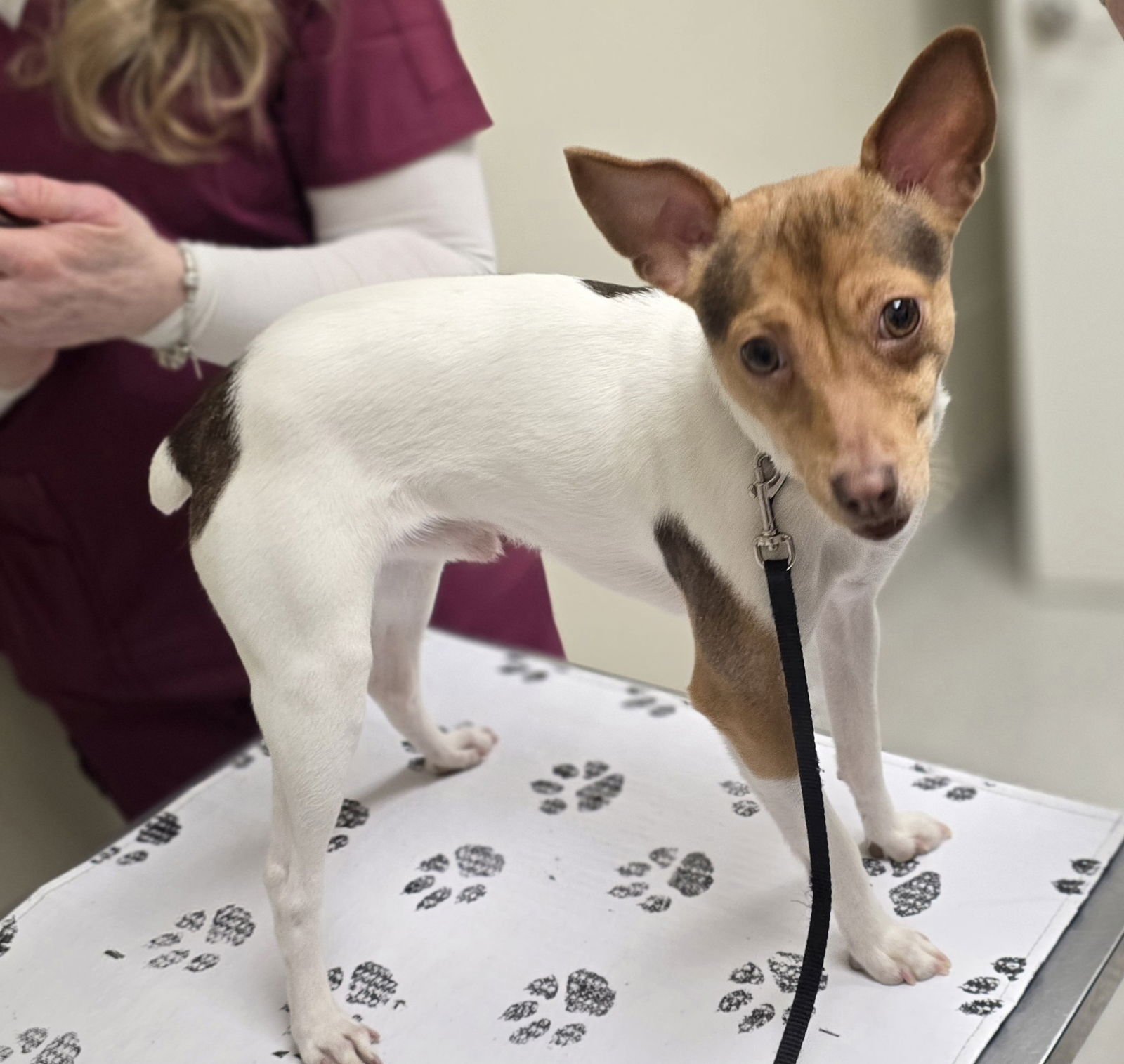 CLANCY - Fox Terrier available for adoption