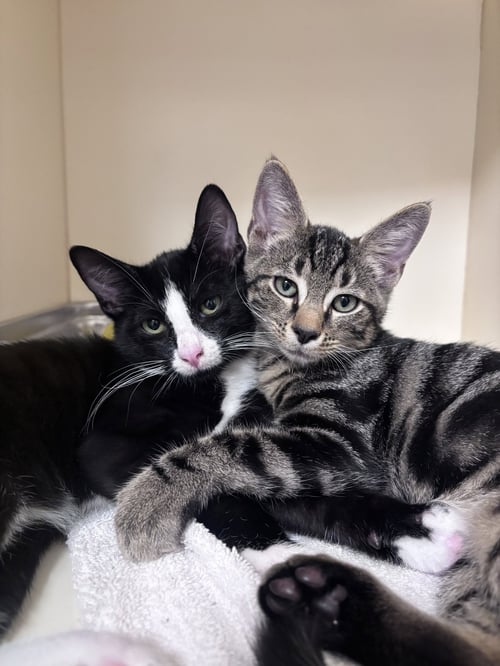 BOOTS - Domestic Short Hair for adoption in Lancaster