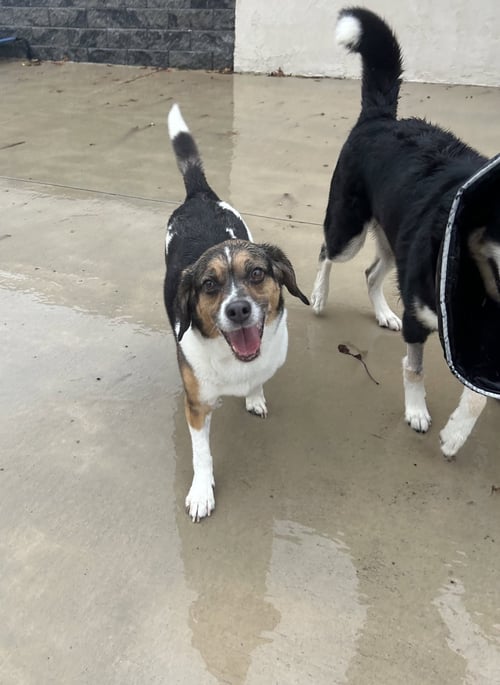 MAX - Beagle available for adoption