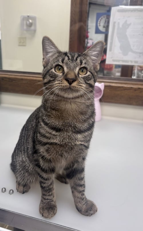 MAJESTY - Domestic Short Hair available for adoption