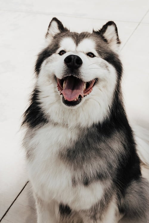 NIKKO - Alaskan Malamute for adoption in Lancaster