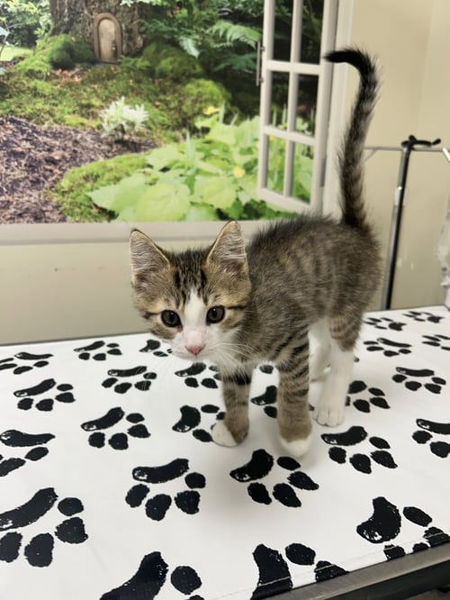 BLAZE - Domestic Short Hair for adoption in Lancaster