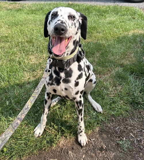 GUINNESS - Dalmatian available for adoption