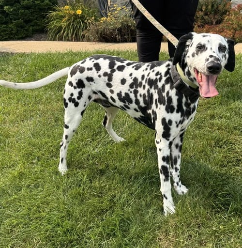 GUINNESS - Dalmatian for adoption in Lancaster