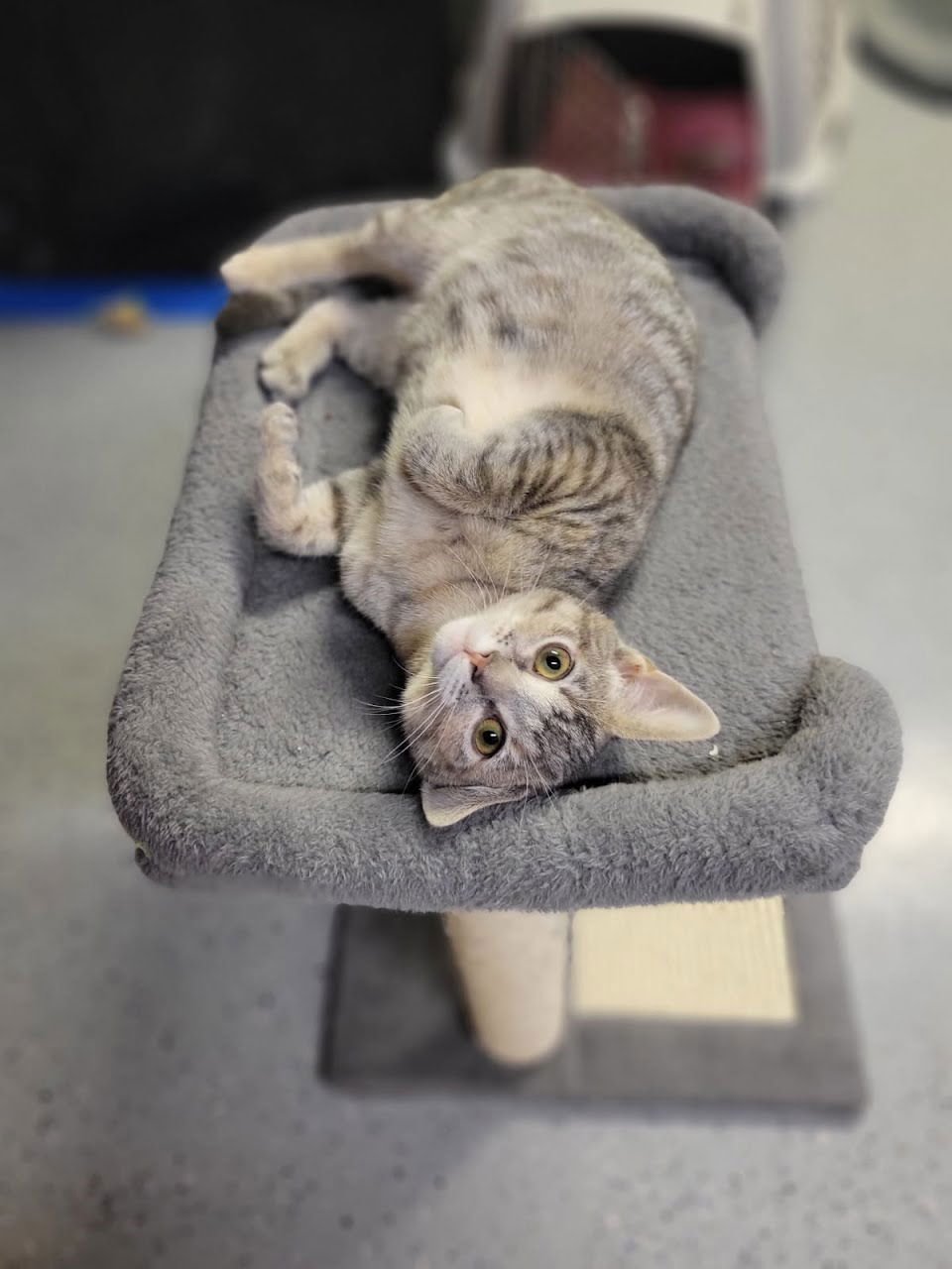 CELESTE - Domestic Short Hair available for adoption