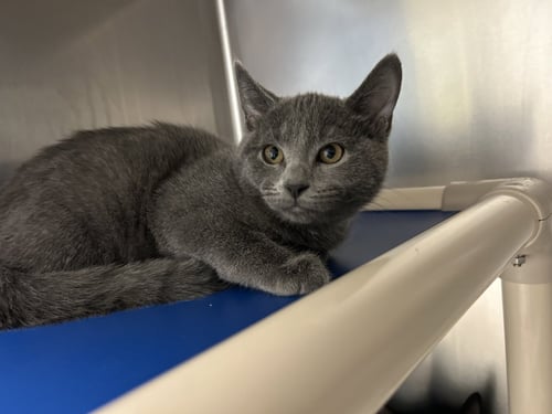 BAO - Domestic Short Hair available for adoption