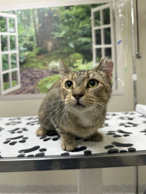 MISSY - Domestic Short Hair for adoption in Lancaster