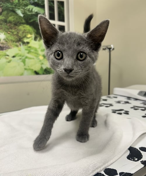 TYSON - Domestic Short Hair for adoption in Lancaster