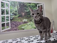 Grady - Photo 1