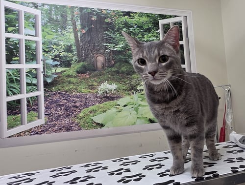 GRADY - Domestic Short Hair for adoption in Lancaster