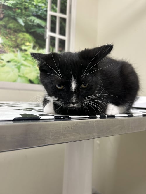 MINGO - Domestic Short Hair available for adoption