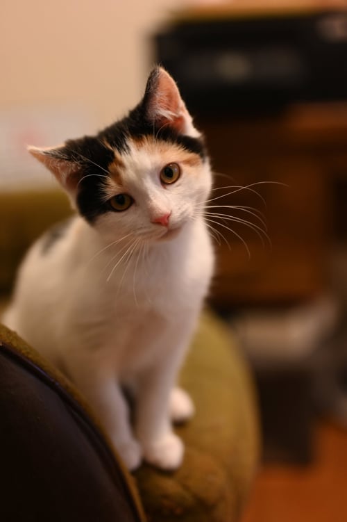 SERENITY - Domestic Short Hair available for adoption