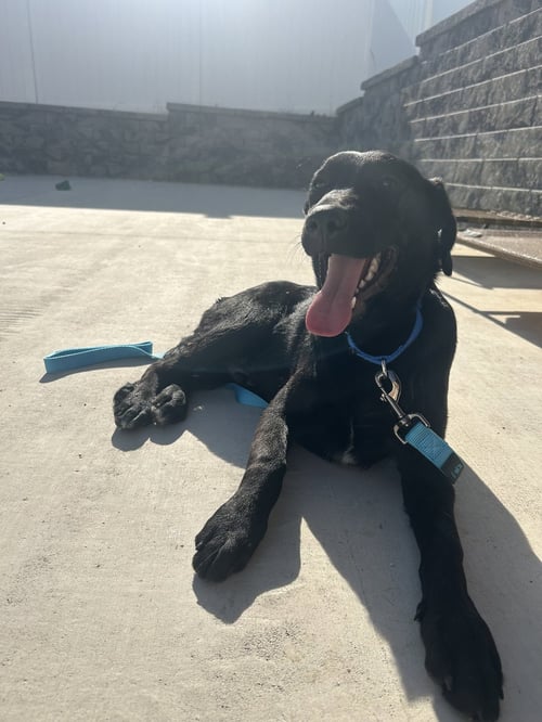 RICO - Labrador Retriever available for adoption