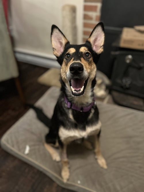 MOLLIE - Collie / German Shepherd Dog for adoption in Lancaster