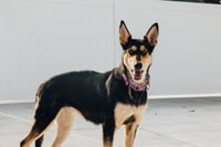 Mollie - Photo 2
