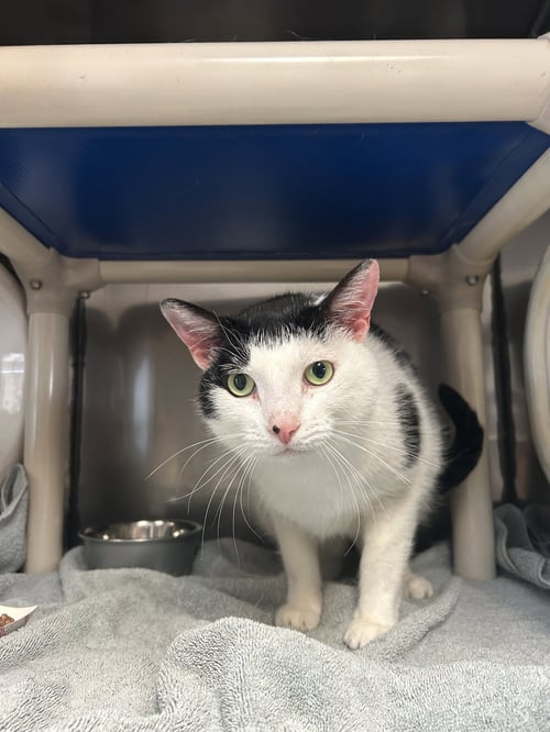 LUCY - Domestic Short Hair available for adoption