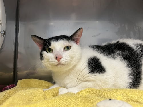 LUCY - Domestic Short Hair available for adoption