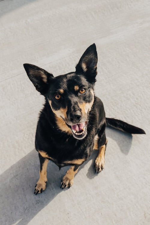 ZIVA - Australian Kelpie for adoption in Lancaster