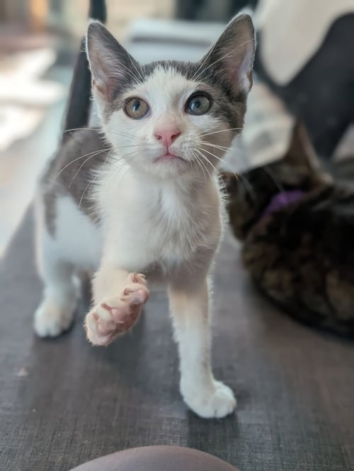 ALMOND - Domestic Short Hair available for adoption