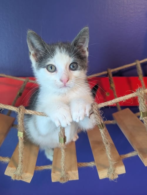 ALMOND - Domestic Short Hair available for adoption