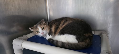 SHELLY - Domestic Short Hair available for adoption