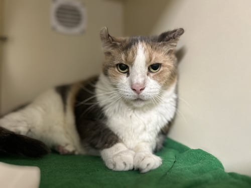 SHELLY - Domestic Short Hair available for adoption