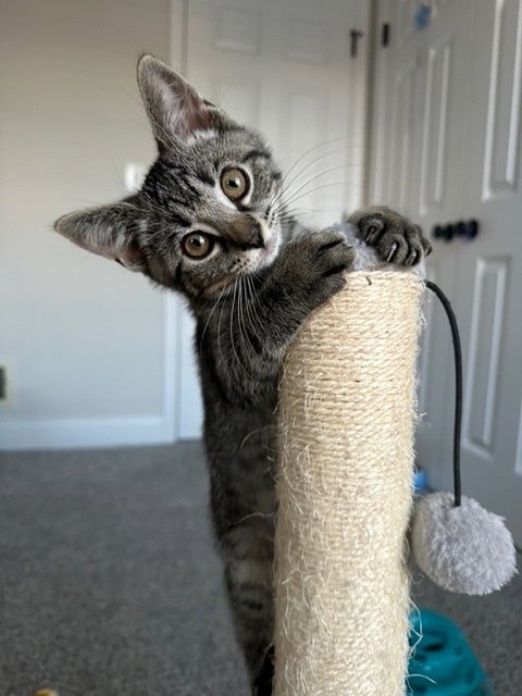 DAISY - Domestic Short Hair available for adoption