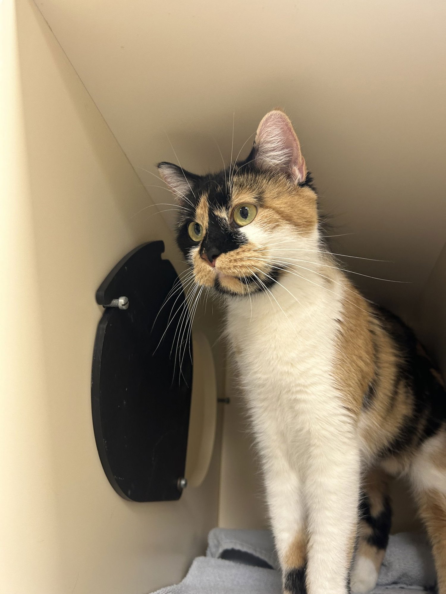 CARLY - Domestic Short Hair available for adoption