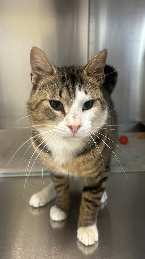 BENTLEY - Domestic Short Hair for adoption in Lancaster