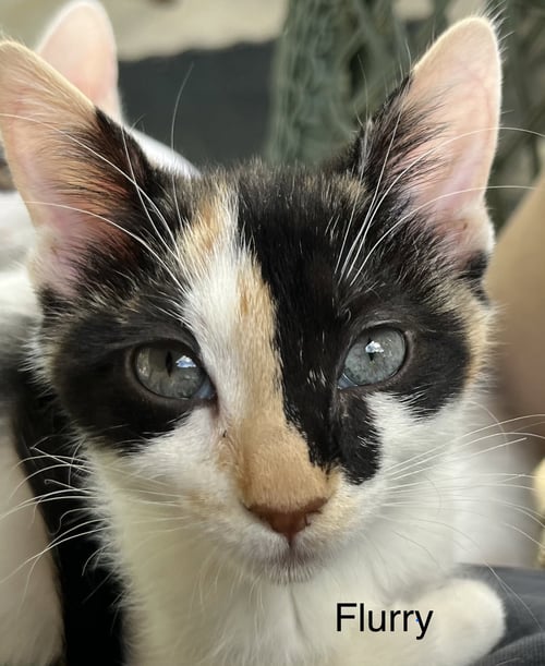 FLURRY - Domestic Short Hair available for adoption