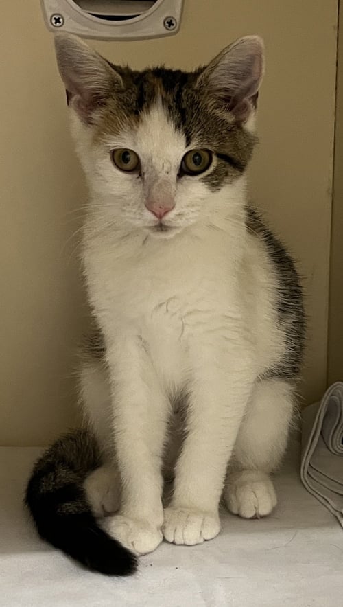THOMASINA - Domestic Short Hair available for adoption