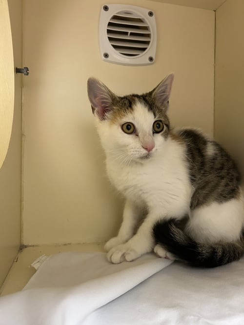 THOMASINA - Domestic Short Hair available for adoption