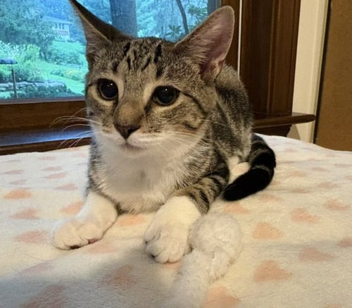 HABENERO - Domestic Short Hair available for adoption