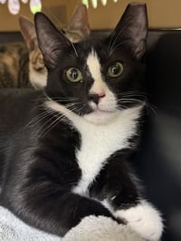 Tux - Photo 2