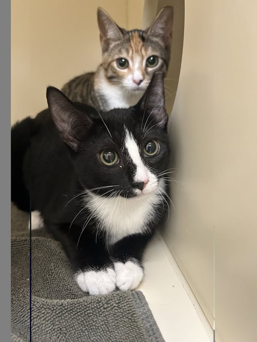 TUX - Domestic Short Hair for adoption in Lancaster