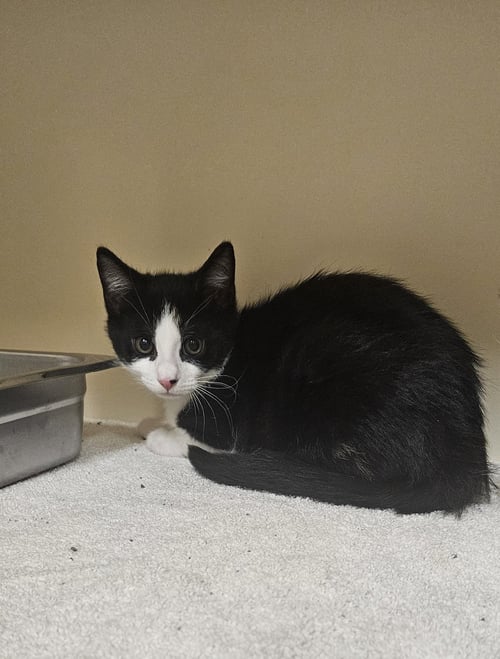 MOANA - Domestic Short Hair available for adoption
