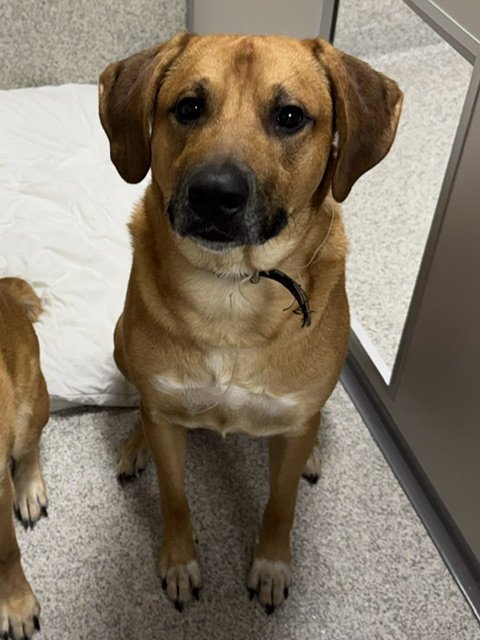 RUSTY DOG - Rhodesian Ridgeback / Great Pyrenees available for adoption