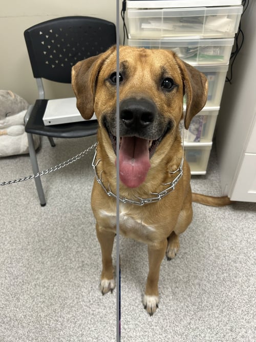 RUSTY DOG - Rhodesian Ridgeback / Great Pyrenees available for adoption