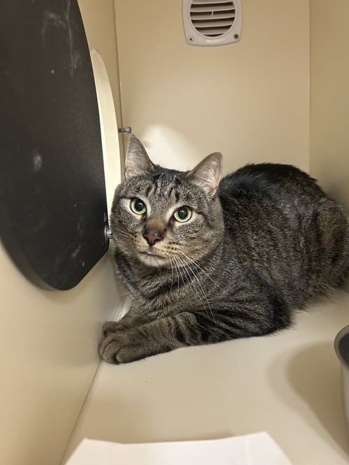 BUD - Domestic Short Hair available for adoption