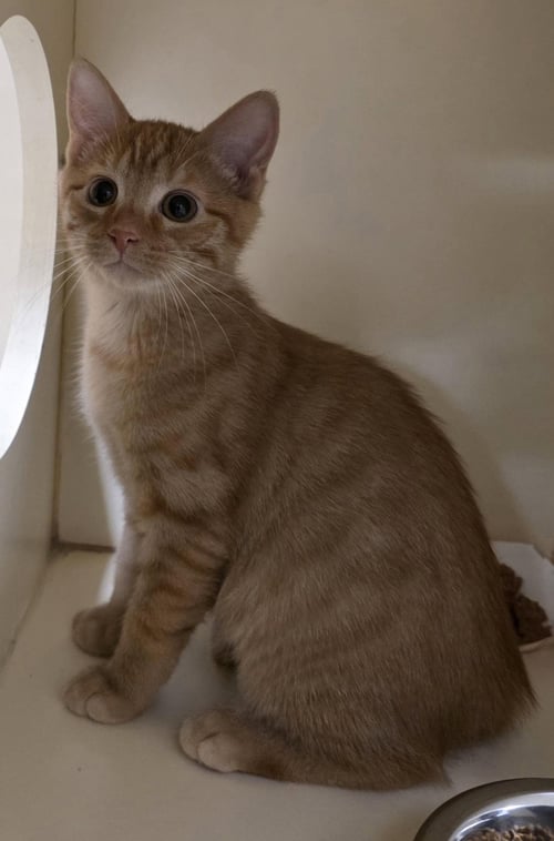 TURBOTWO - Domestic Short Hair for adoption in Lancaster