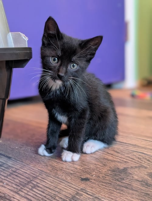 BARTHOLOMEW - Domestic Short Hair available for adoption