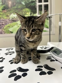Baby - Photo 2
