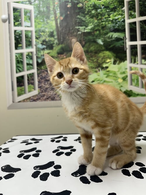 TOULOUSE - Domestic Short Hair available for adoption