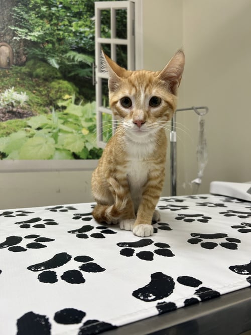 CHEDDAR - Domestic Short Hair for adoption in Lancaster
