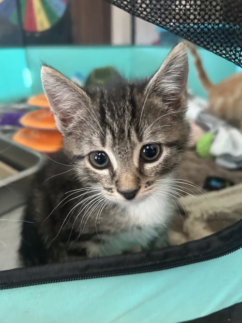 BERLIOZ - Domestic Short Hair available for adoption