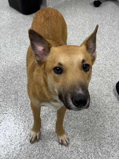 BONNIE - Cattle Dog / Miniature Bull Terrier for adoption in Lancaster